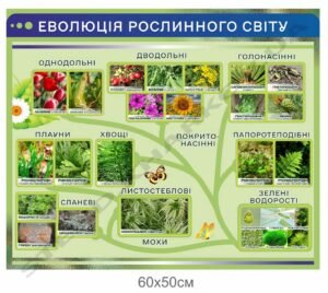 Стенд “Еволюція рослинного світу” в кабінет біології