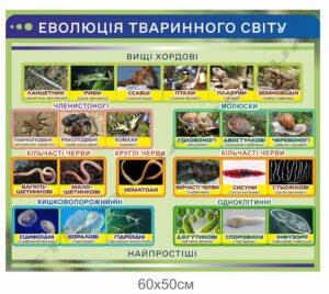 Стенд “Еволюція тваринного світу” в кабінет біології