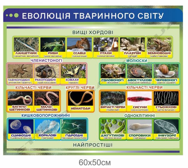 Стенд “Еволюція тваринного світу” в кабінет біології